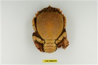 藏品(蛙形蟹)的圖片